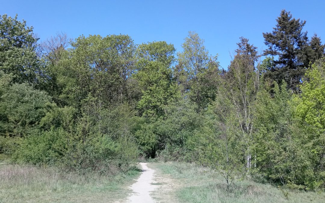 Phantasiereise in den geheimnisvollen Wald