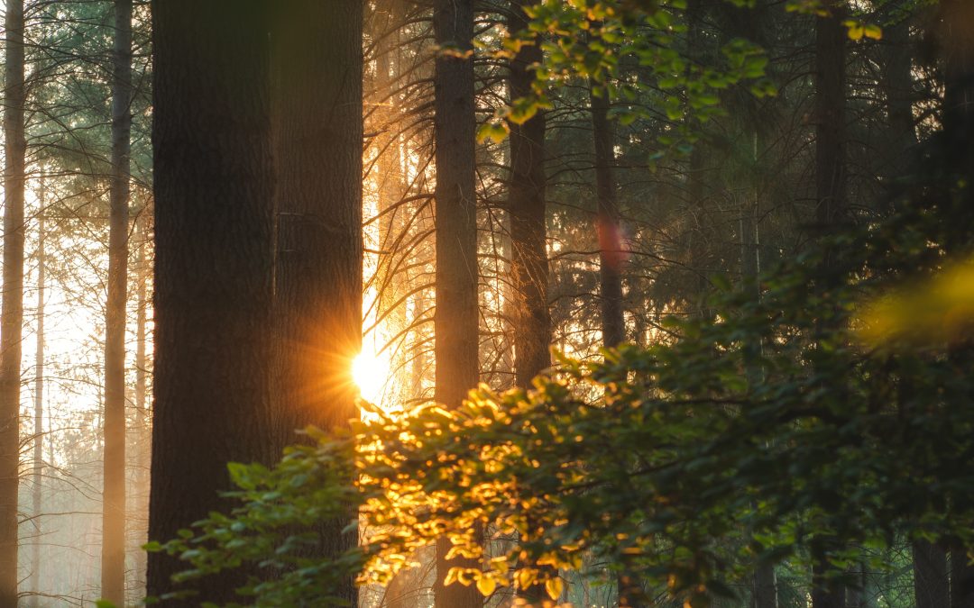 Phantasiereise in den Zauberwald